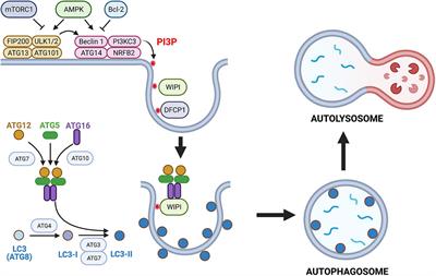 Recent Advances in the Roles of Autophagy and Autophagy Proteins in Host Cells During Toxoplasma gondii Infection and Potential Therapeutic Implications